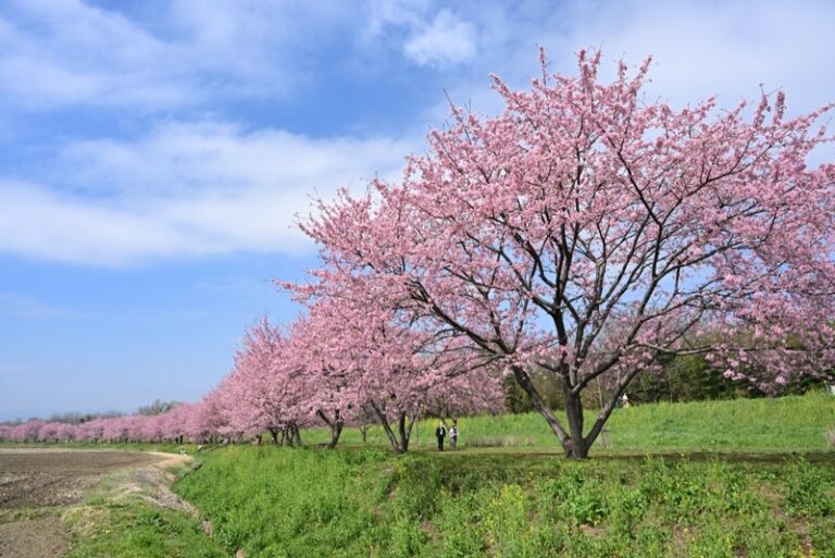 猫と人が共に心地よく暮らせる住まい