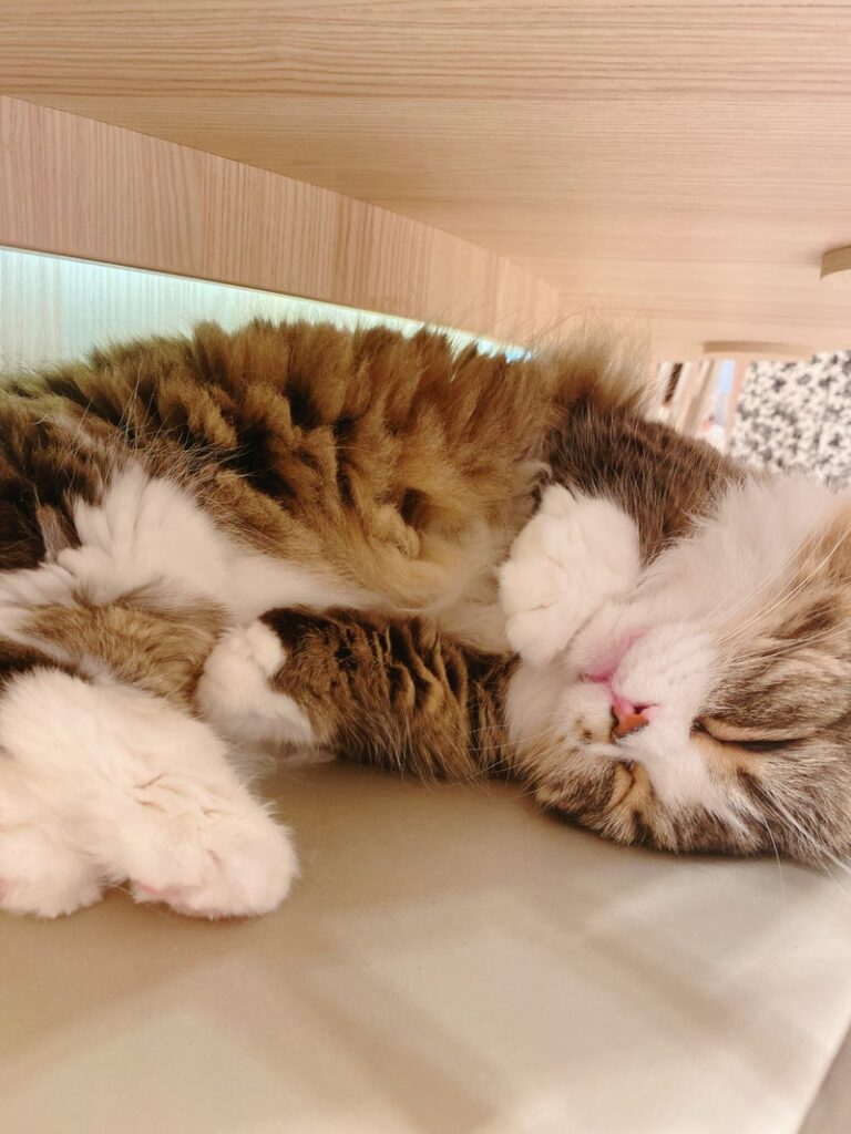 猫とのひととき