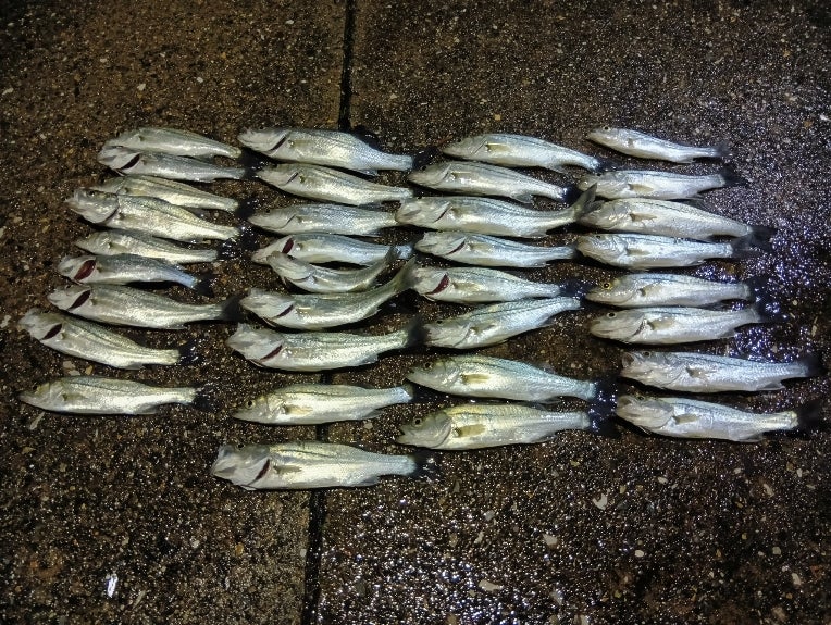 釣りに行ってきました